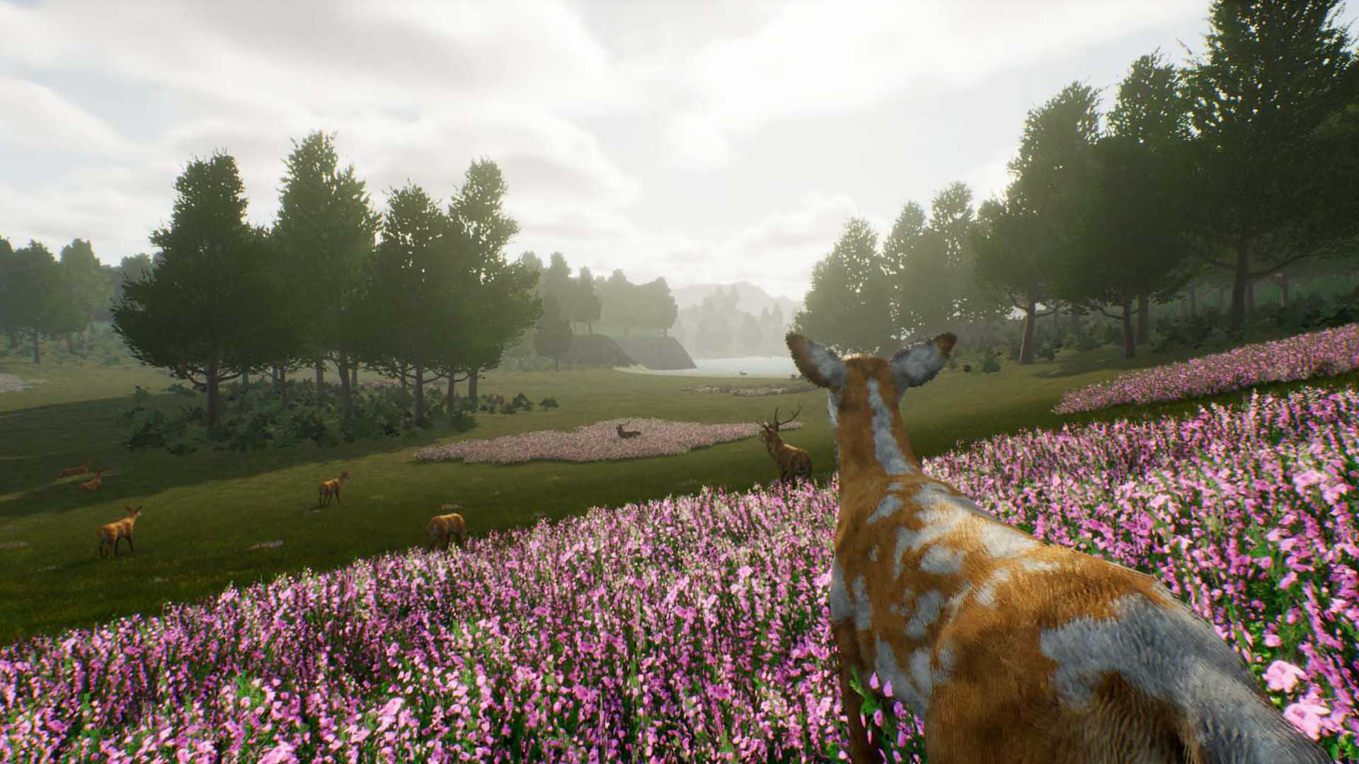 鹿之旅/Deer Journey_1